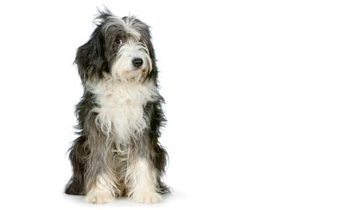 conseils-pour-chien