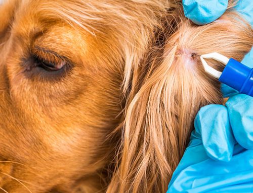 Maladie de Lyme chez les animaux